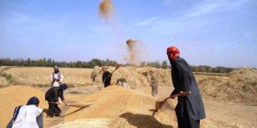 اداره‌ی احصائیه گروه طالبان، از برداشت ۴۴۷ تُن برنج در کشور خبر داد