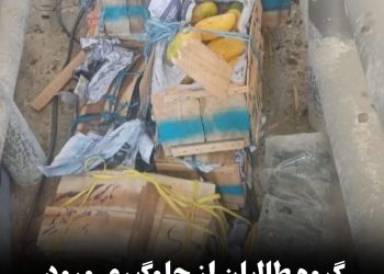 گروه طالبان از جلوگیری ورود میوه انبه (اَم) در تورخم خبر داد